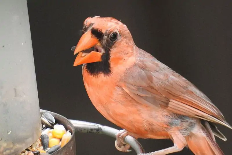 WHY ARE MALE CARDINALS BRIGHTER RED THAN FEMALES?