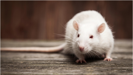 How do Exterminators Get Rid of Mice in Walls?