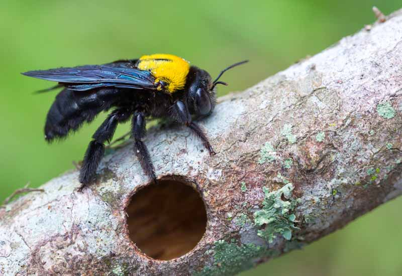 How To Get Rid Of Carpenter Bees 