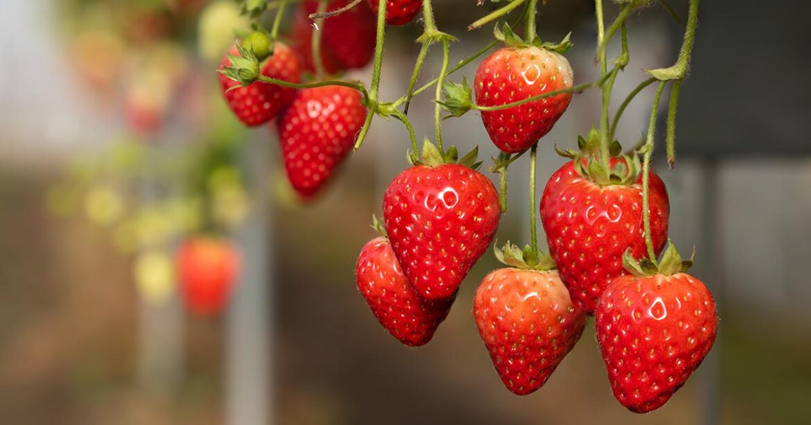 Amazing Health Benefits Of Strawberries