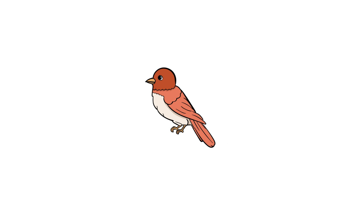Instructions on How to Draw A Bird Easily