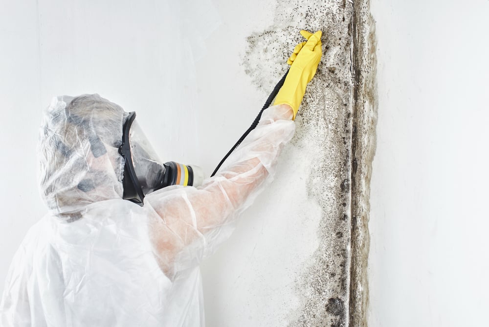 What To Look For In A Professional Mold Inspection Company