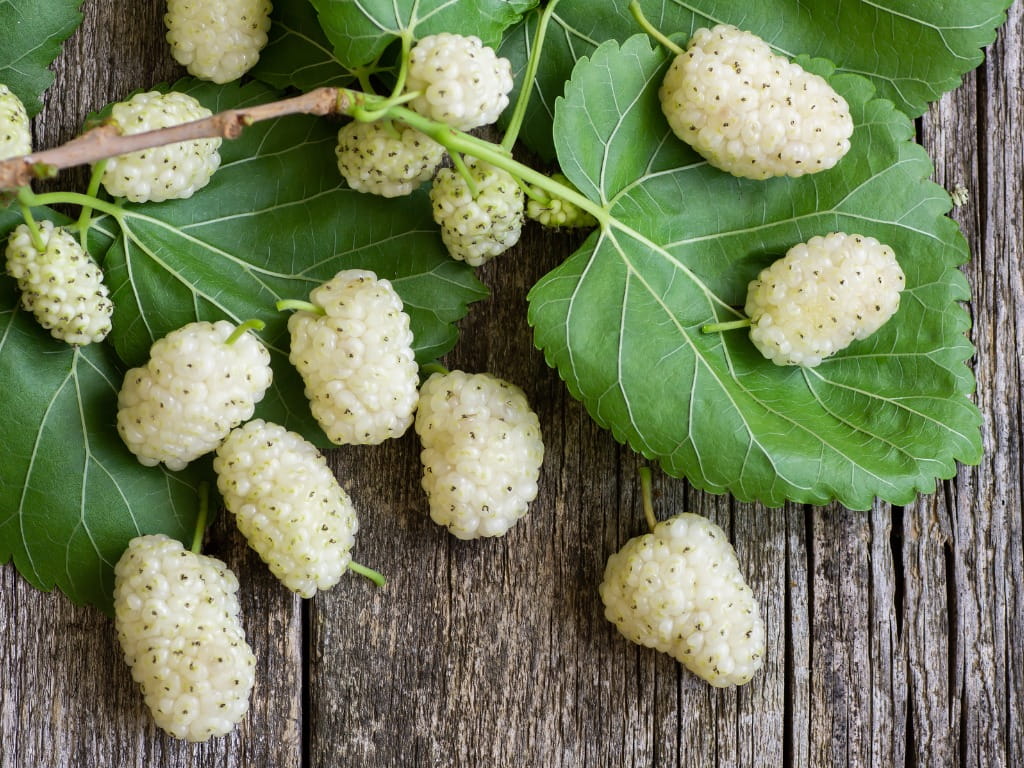 Health Mulberry
