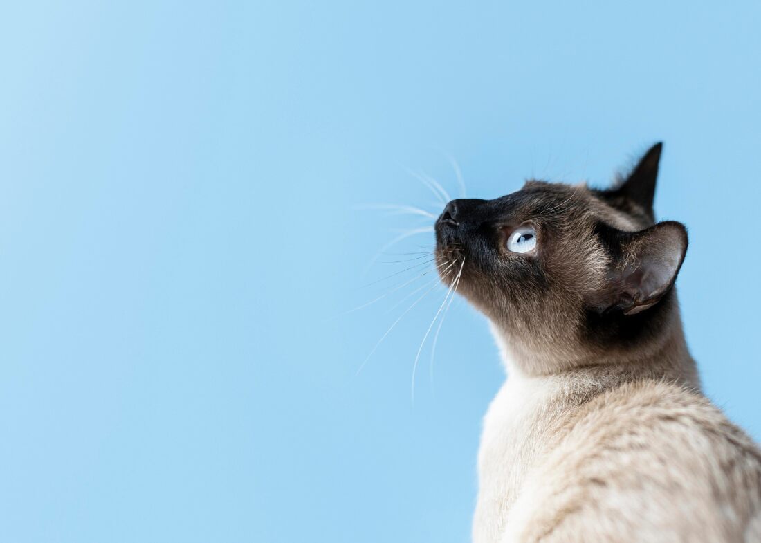 Dealing with Shedding: Strategies to Minimize Cat Hair in Your Home