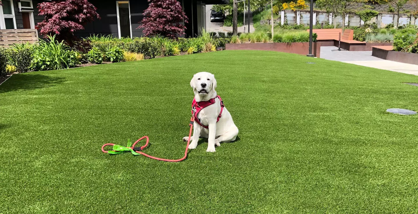 Is artificial grass suitable for dogs and how do you maintain it?
