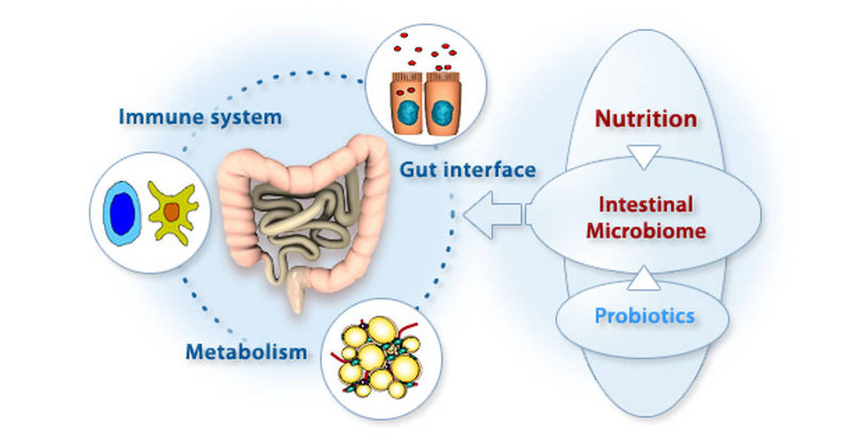 Gut microbiome importance for your health.