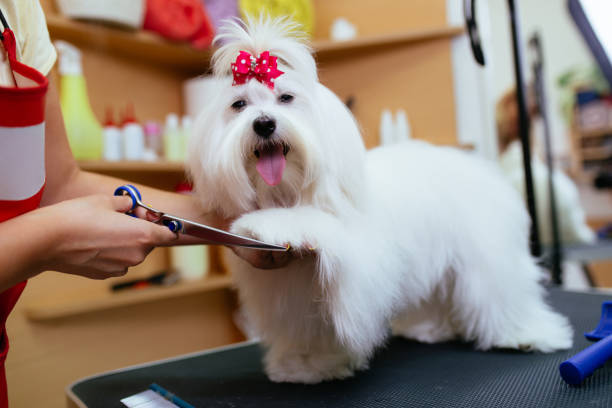 Grooming Essentials to Keep Your Pets Cool During Summers