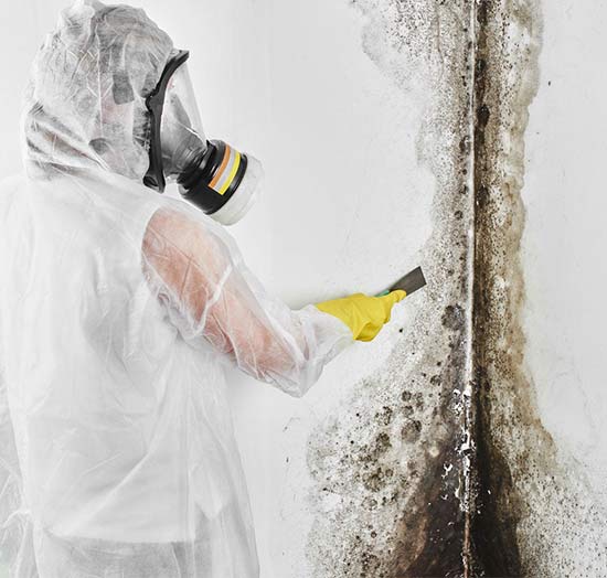 mold removal specialist