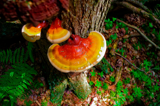 Harnessing the Power of Reishi Mushroom for Optimal Well-being