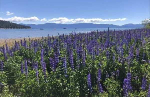 Top 5 Truckee and North Lake Tahoe Wildflower Hikes