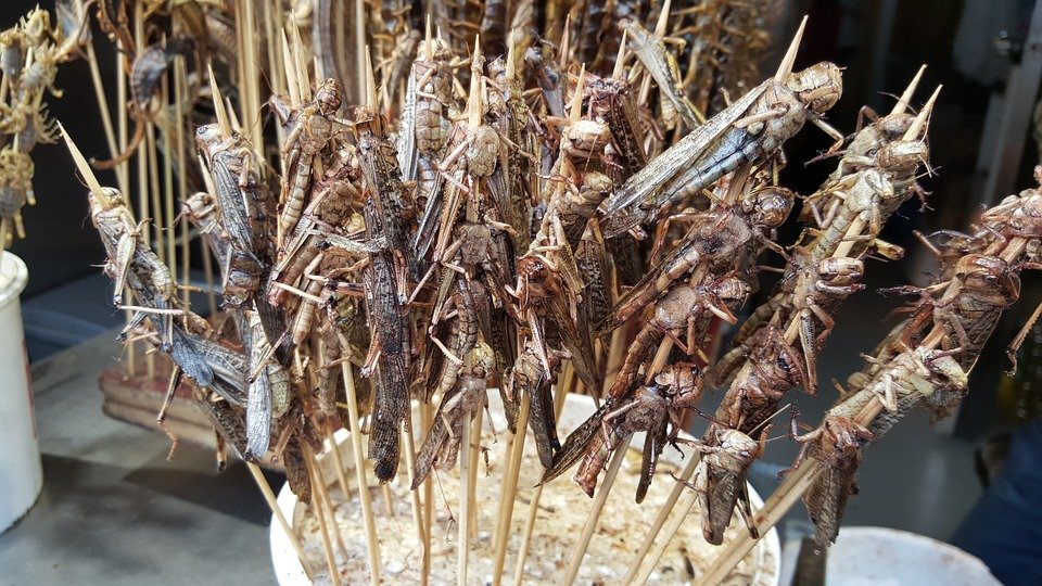 Grasshoppers Protein Market